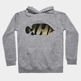 Siamese Tiger Fish Hoodie